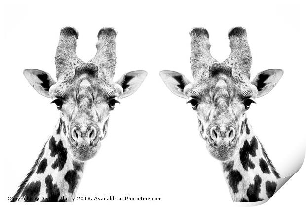 Giraffe Twins Print by Dennis Platts