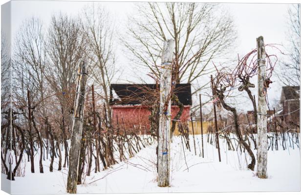 Hibernating Winter Winery Canvas Print by Roxane Bay
