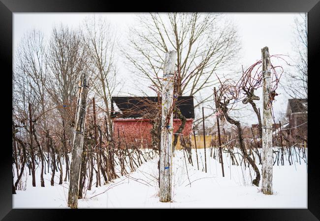 Hibernating Winter Winery Framed Print by Roxane Bay