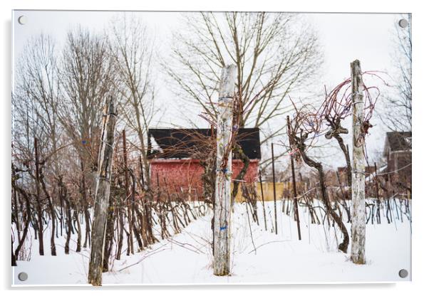 Hibernating Winter Winery Acrylic by Roxane Bay