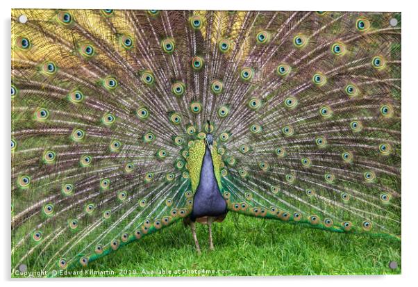 Peacock Acrylic by Edward Kilmartin