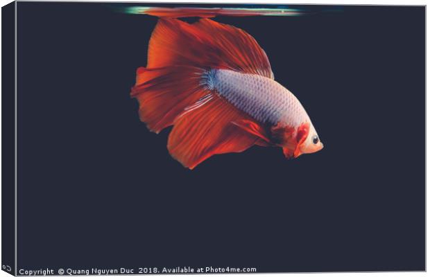 Betta Fighting Fish Canvas Print by Quang Nguyen Duc