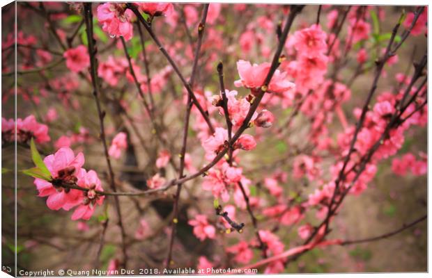 Peach Blossom Canvas Print by Quang Nguyen Duc