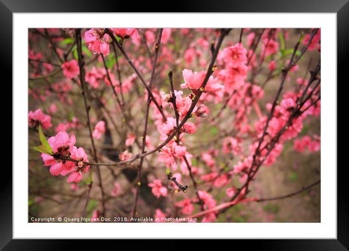 Peach Blossom Framed Mounted Print by Quang Nguyen Duc