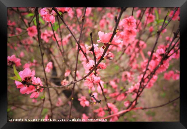 Peach Blossom Framed Print by Quang Nguyen Duc