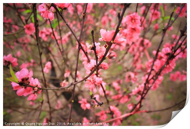 Peach Blossom Print by Quang Nguyen Duc
