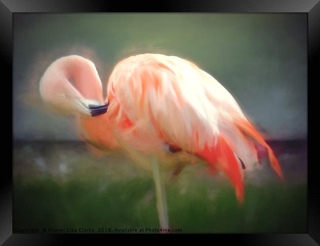 Flamingo blur Framed Print by Sharon Lisa Clarke