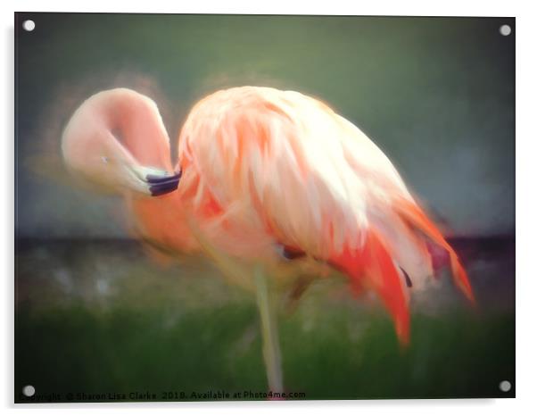 Flamingo blur Acrylic by Sharon Lisa Clarke