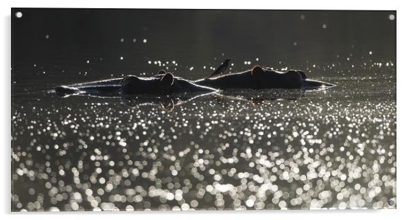 Hippo pools Acrylic by Villiers Steyn
