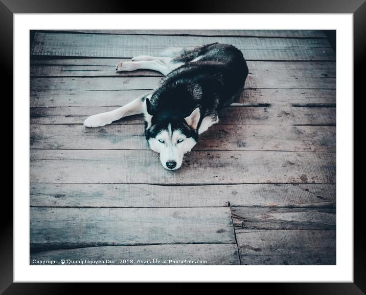 Beautiful Husky Dog Framed Mounted Print by Quang Nguyen Duc