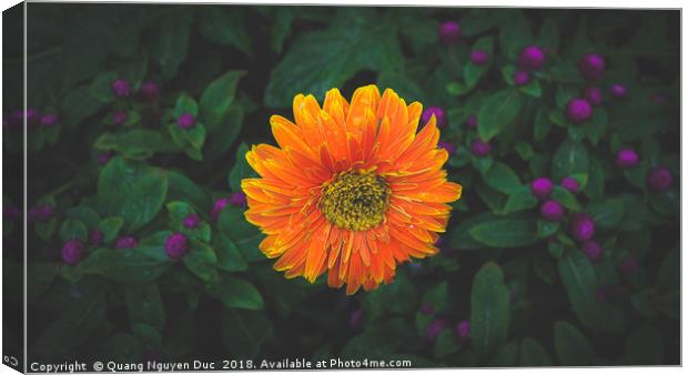 Orange Barberton Daisy Canvas Print by Quang Nguyen Duc