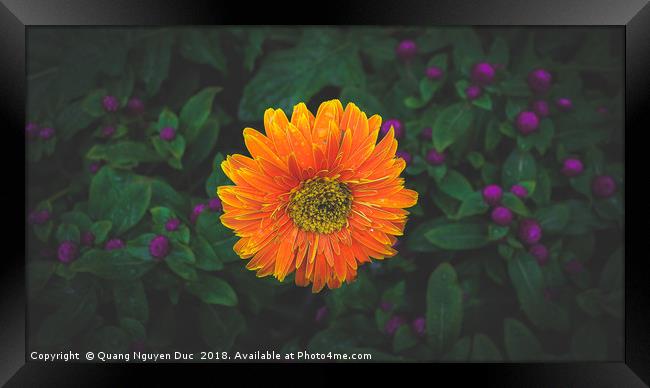 Orange Barberton Daisy Framed Print by Quang Nguyen Duc