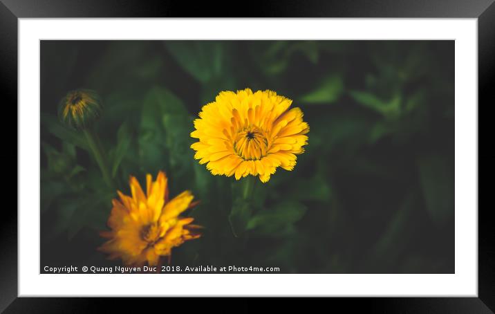 Pot Marigold Framed Mounted Print by Quang Nguyen Duc