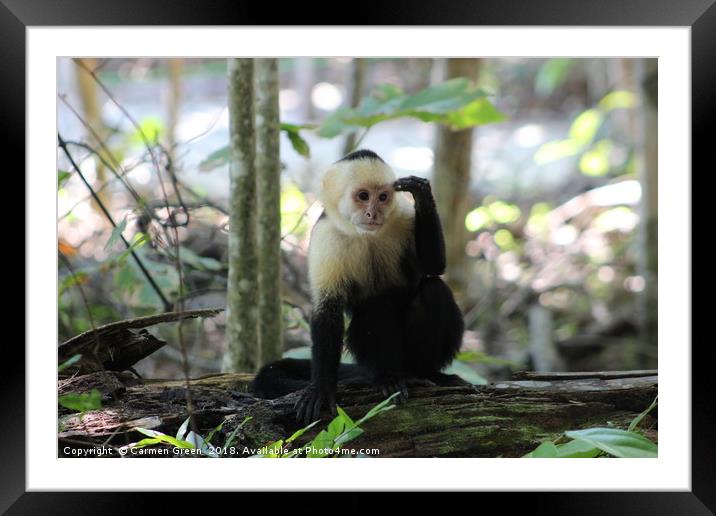White-headed Capuchin Monkey at Manuel Antonio Nat Framed Mounted Print by Carmen Green