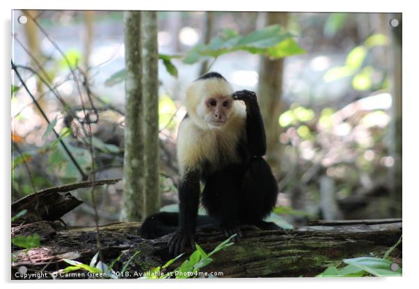 White-headed Capuchin Monkey at Manuel Antonio Nat Acrylic by Carmen Green