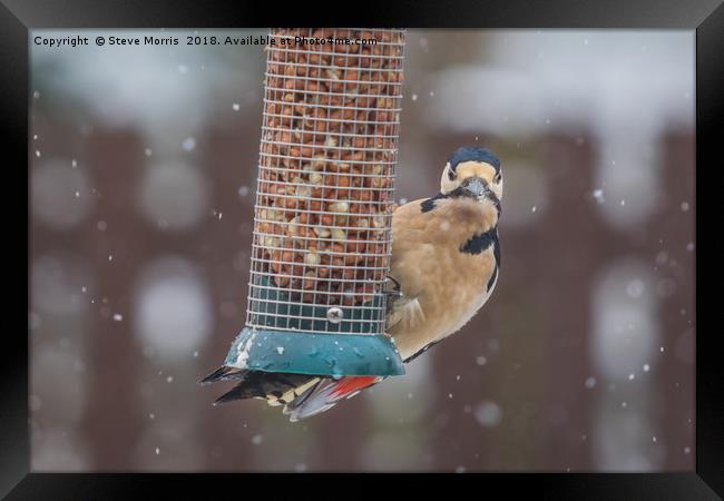 Great Spotted Woodpecker Framed Print by Steve Morris