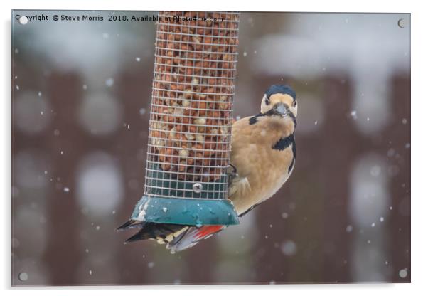 Great Spotted Woodpecker Acrylic by Steve Morris