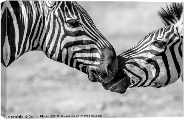 Zebra Friends Canvas Print by Dennis Platts