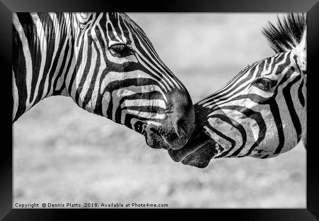 Zebra Friends Framed Print by Dennis Platts