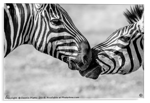 Zebra Friends Acrylic by Dennis Platts