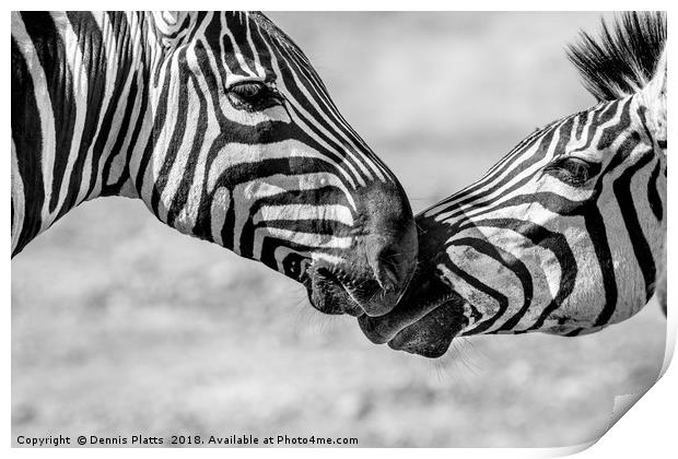 Zebra Friends Print by Dennis Platts