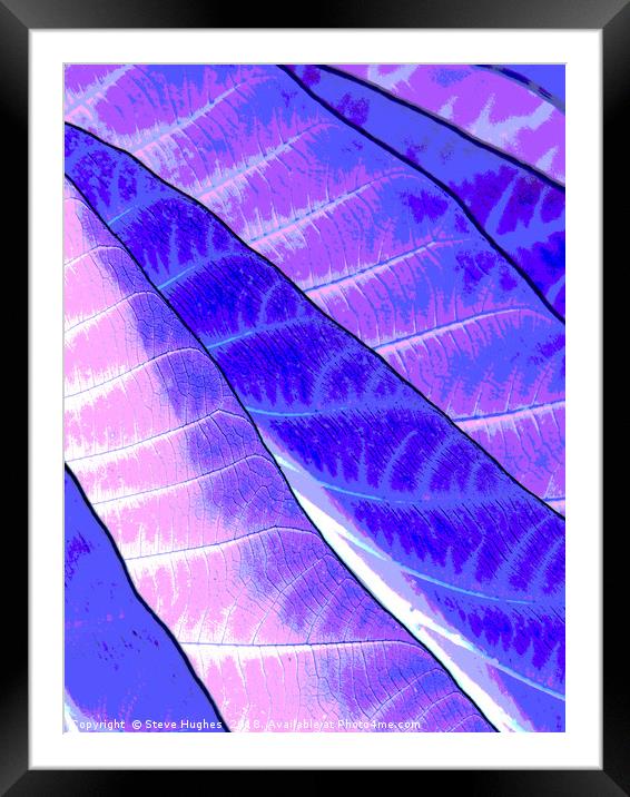 Purple leaves Framed Mounted Print by Steve Hughes