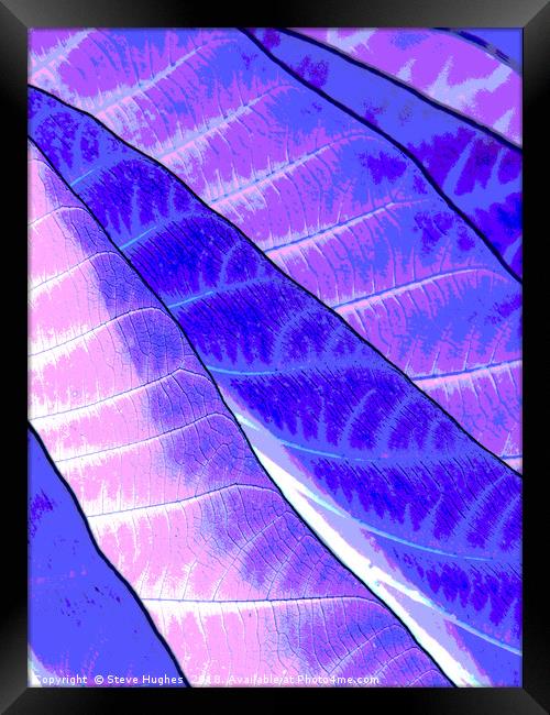 Purple leaves Framed Print by Steve Hughes