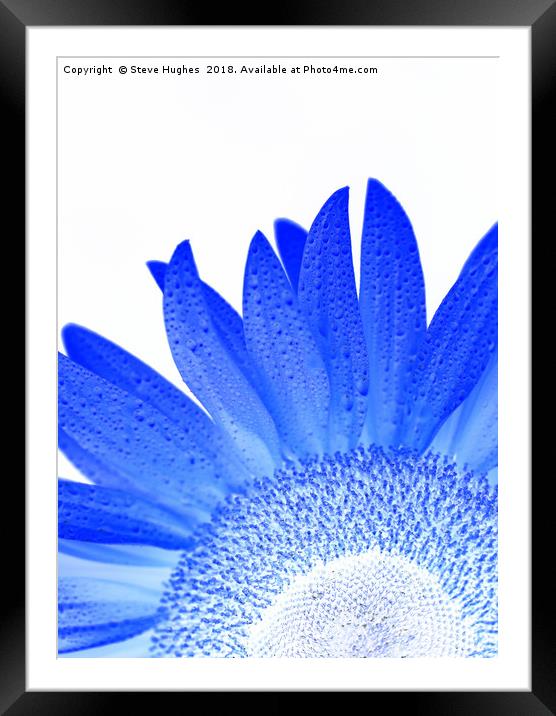 Blue sunflower Framed Mounted Print by Steve Hughes