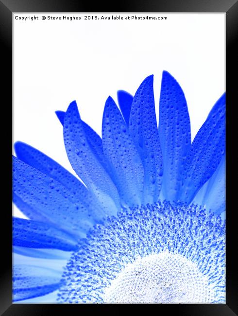 Blue sunflower Framed Print by Steve Hughes