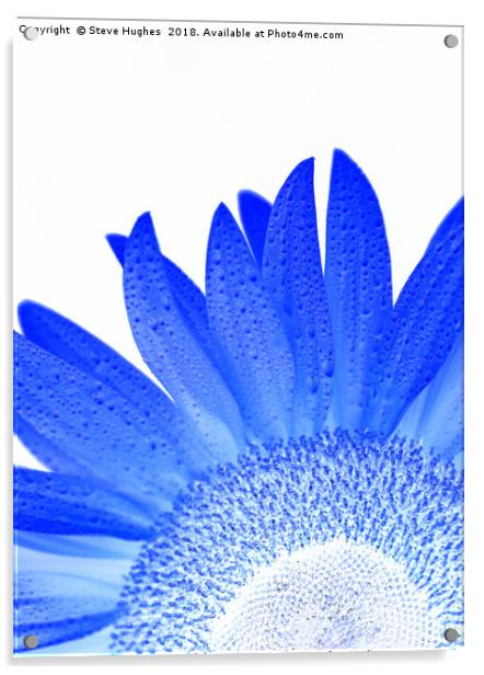 Blue sunflower Acrylic by Steve Hughes