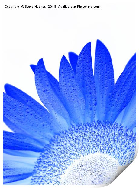 Blue sunflower Print by Steve Hughes