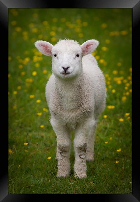 Spring Lamb Framed Print by Ashley Chaplin