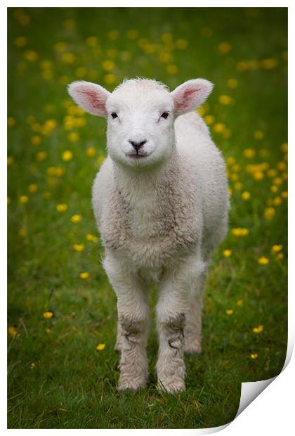 Spring Lamb Print by Ashley Chaplin