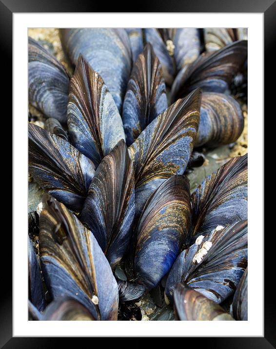 Mussel Pattern Framed Mounted Print by Colin Tracy