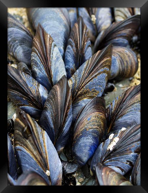 Mussel Pattern Framed Print by Colin Tracy