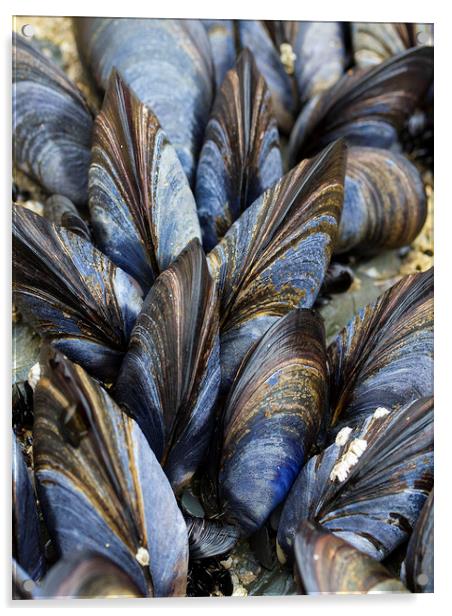 Mussel Pattern Acrylic by Colin Tracy