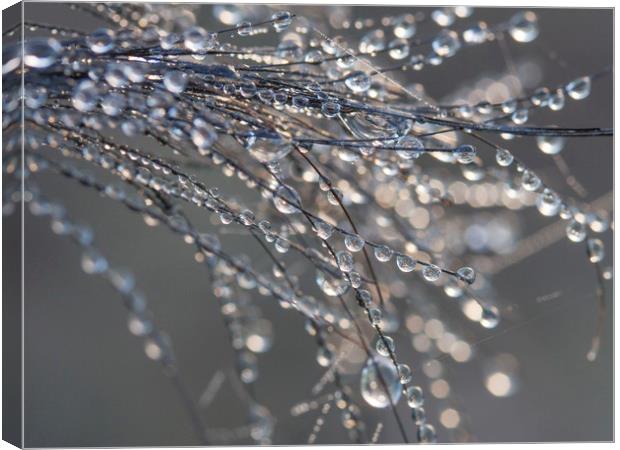 Dewdrops on Horsehair Canvas Print by Colin Tracy