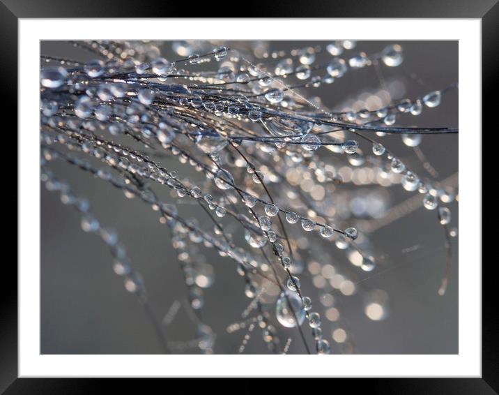 Dewdrops on Horsehair Framed Mounted Print by Colin Tracy