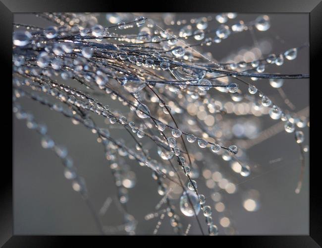 Dewdrops on Horsehair Framed Print by Colin Tracy