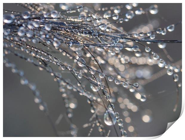 Dewdrops on Horsehair Print by Colin Tracy