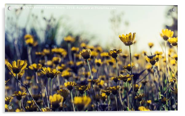 Field of daisies Acrylic by Juan Ramón Ramos Rivero