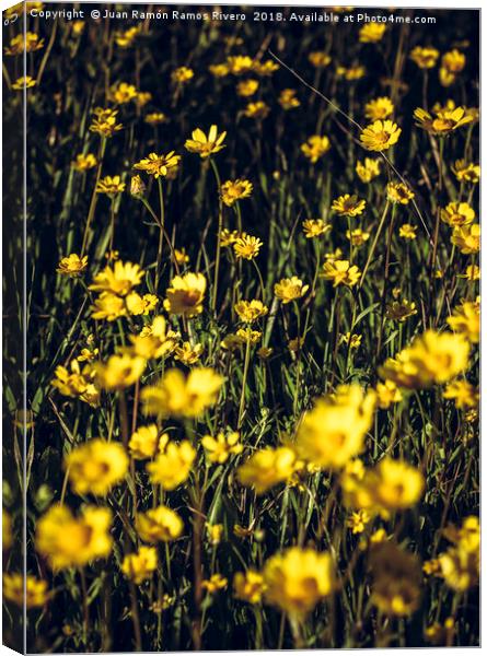 Field of yellow daisies Canvas Print by Juan Ramón Ramos Rivero