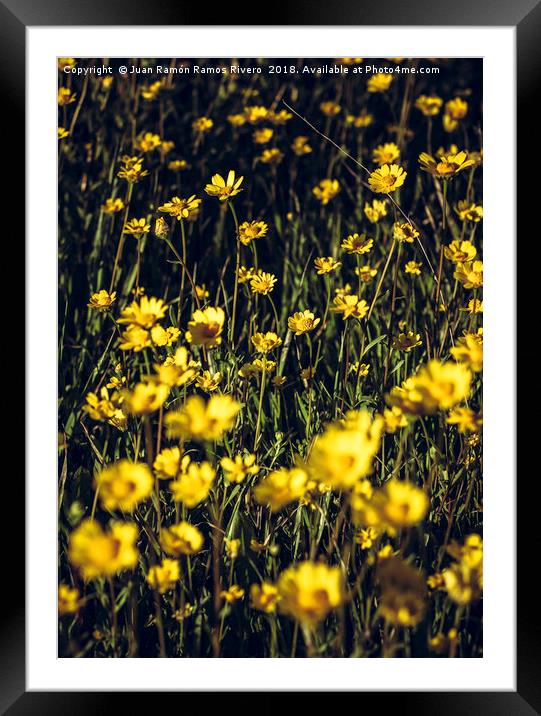 Field of yellow daisies Framed Mounted Print by Juan Ramón Ramos Rivero