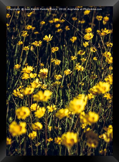 Field of yellow daisies Framed Print by Juan Ramón Ramos Rivero