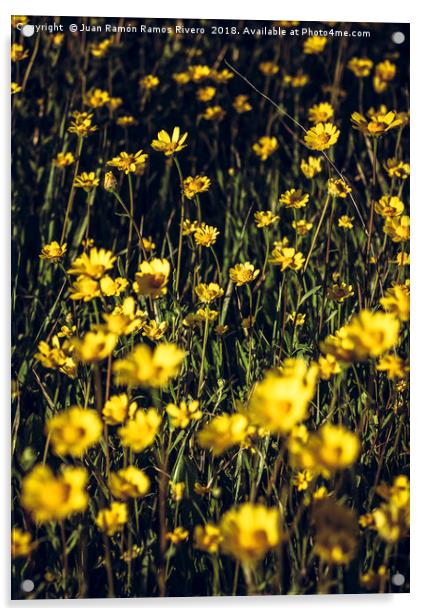 Field of yellow daisies Acrylic by Juan Ramón Ramos Rivero