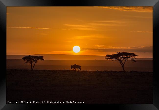 Lonely Wildebeest Framed Print by Dennis Platts