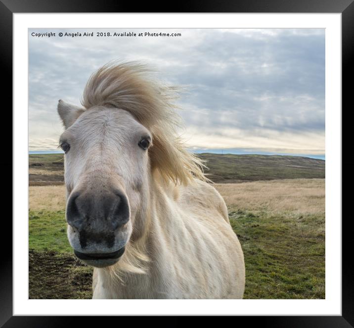 Icelandic Horse. Framed Mounted Print by Angela Aird