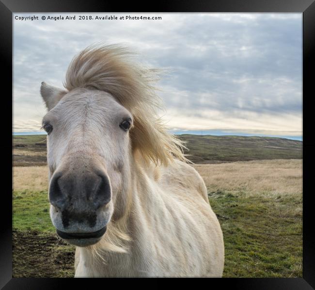 Icelandic Horse. Framed Print by Angela Aird