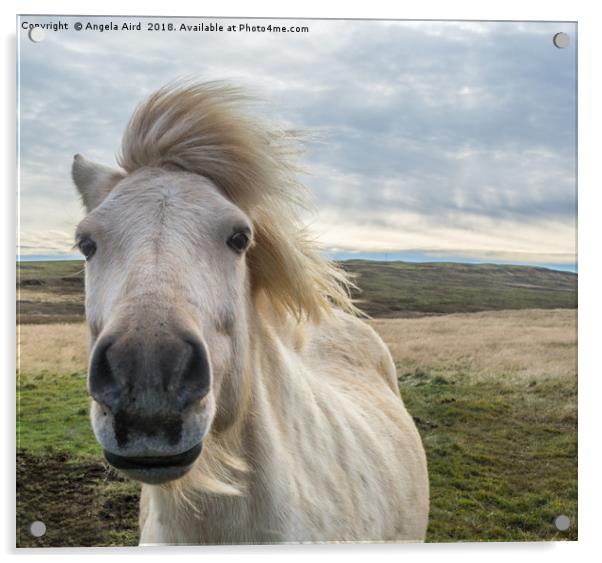 Icelandic Horse. Acrylic by Angela Aird