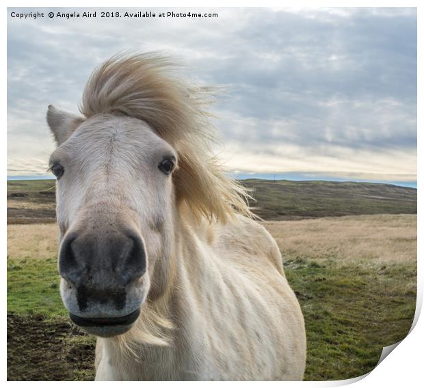 Icelandic Horse. Print by Angela Aird